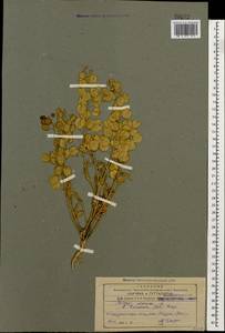 Ярутка полевая L., Кавказ, Азербайджан (K6) (Азербайджан)