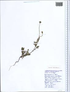 Мак гибридный L., Кавказ, Краснодарский край и Адыгея (K1a) (Россия)