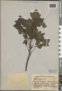 Смородина черная L., Сибирь, Дальний Восток (S6) (Россия)