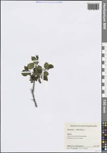 Жестер слабительный, Крушина слабительная L., Крым (KRYM) (Россия)