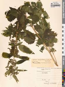 Urtica dioica var. holosericea Fr., Сибирь, Чукотка и Камчатка (S7) (Россия)