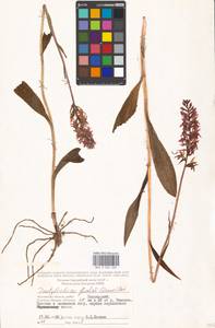 Пальчатокоренник Фукса (Druce) Soó, Восточная Европа, Московская область и Москва (E4a) (Россия)