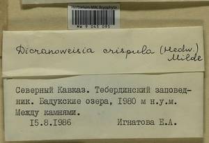 Hymenoloma crispulum (Hedw.) Ochyra, Гербарий мохообразных, Мхи - Северный Кавказ и Предкавказье (B12) (Россия)