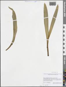 Безвременник, Восточная Европа, Северный район (E1) (Россия)