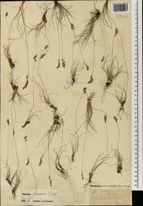 Овсяница ленская Drobow, Монголия (MONG) (Монголия)