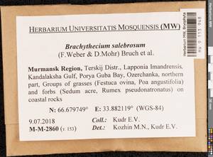 Brachythecium salebrosum (Hoffm. ex F. Weber & D. Mohr) Schimp., Гербарий мохообразных, Мхи - Карелия, Ленинградская и Мурманская области (B4) (Россия)