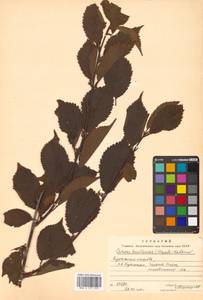 Prunus nipponica var. kurilensis (Miyabe) E. H. Wilson, Сибирь, Дальний Восток (S6) (Россия)