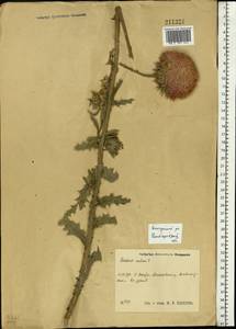 Чертополох поникший L., Восточная Европа, Волжско-Камский район (E7) (Россия)