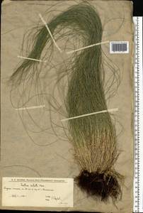 Овсяница валисская, Типчак Schleich. ex Gaudin, Восточная Европа, Нижневолжский район (E9) (Россия)