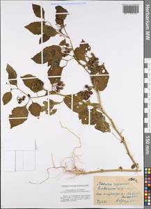 Паслен черный L., Восточная Европа, Центральный район (E4) (Россия)