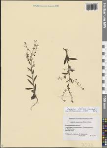 Гакелия повислоплодная, Гакелия поникшая (Wahlenb.) Opiz, Восточная Европа, Восточный район (E10) (Россия)