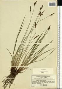 Осока дернистая L., Восточная Европа, Московская область и Москва (E4a) (Россия)