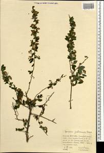 Spiraea ouensanensis H. Lév., Монголия (MONG) (Монголия)