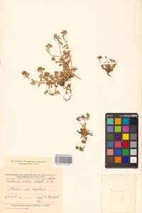 Ложечница гренладская L., Восточная Европа, Северный район (E1) (Россия)