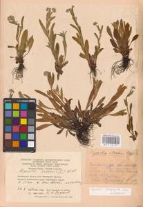 MHA 0 153 467, Myosotis alpestris subsp. suaveolens (Waldst. & Kit. ex Willd.) Strid, Восточная Европа, Восточный район (E10) (Россия)