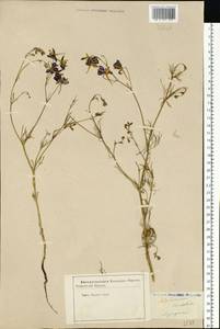 Delphinium consolida subsp. consolida, Восточная Европа, Центральный лесостепной район (E6) (Россия)