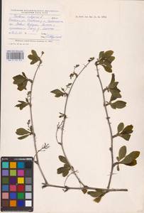 Барбарис обыкновенный L., Восточная Европа, Северо-Западный район (E2) (Россия)