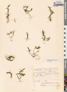 Болотник обоеполый L., Сибирь, Чукотка и Камчатка (S7) (Россия)