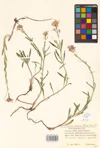 Клаусия солнцепечная (Stephan ex Willd.) Korn.-Trotzky, Восточная Европа, Нижневолжский район (E9) (Россия)