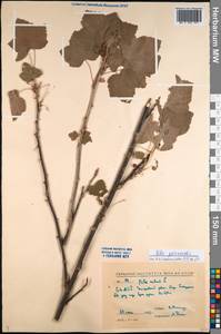 Ribes spicatum subsp. lapponicum Hyl., Сибирь, Прибайкалье и Забайкалье (S4) (Россия)