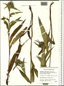 Соссюрея заостренная Turcz. ex Fisch. & C. A. Mey., Сибирь, Прибайкалье и Забайкалье (S4) (Россия)