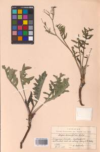Crepidiastrum tenuifolium (Willd.) Sennikov, Сибирь, Дальний Восток (S6) (Россия)