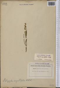 Asemeia violacea (Aubl.) J.F.B. Pastore & J.R. Abbott, Америка (AMER) (Гайана)