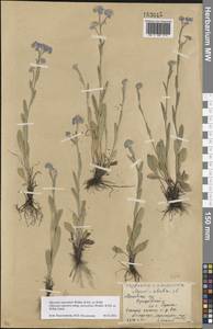 Myosotis alpestris subsp. suaveolens (Waldst. & Kit. ex Willd.) Strid, Восточная Европа, Московская область и Москва (E4a) (Россия)