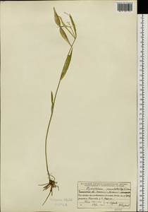 Vincetoxicum changqinianum P. T. Li, Сибирь, Прибайкалье и Забайкалье (S4) (Россия)
