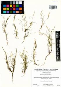 Рдест маленький L., Сибирь, Прибайкалье и Забайкалье (S4) (Россия)