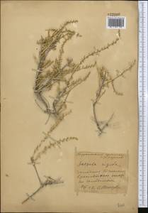 Nitrosalsola orientalis (S. G. Gmel.) Theodorova, Средняя Азия и Казахстан, Каракумы (M6) (Туркмения)