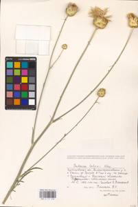 Rhaponticoides taliewii (Kleopow) M. V. Agab. & Greuter, Восточная Европа, Средневолжский район (E8) (Россия)