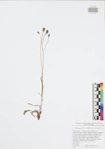 Campanula stevenii subsp. altaica (Ledeb.) Fed., Восточная Европа, Центральный район (E4) (Россия)