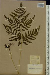 Pteridium aquilinum subsp. pinetorum (C. N. Page & R. R. Mill) J. A. Thomson, Восточная Европа, Южно-Украинский район (E12) (Украина)