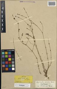 Asperula lilaciflora subsp. phrygia (Bornm.) Schönb.-Tem., Зарубежная Азия (ASIA) (Турция)