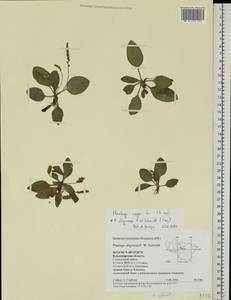 Подорожник топяной F.W.Schmidt, Восточная Европа, Центральный район (E4) (Россия)