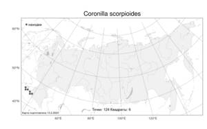 Coronilla scorpioides, Вязель завитой (L.) W.D.J.Koch, Атлас флоры России (FLORUS) (Россия)