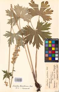 Aconitum lycoctonum subsp. lasiostomum (Rchb.) Warncke, Восточная Европа, Московская область и Москва (E4a) (Россия)