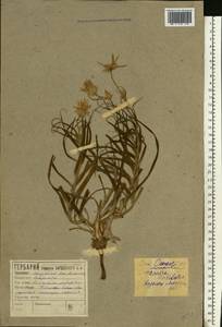 Gelasia ensifolia (M. Bieb.) Zaika, Sukhor. & N. Kilian, Восточная Европа, Центральный лесостепной район (E6) (Россия)