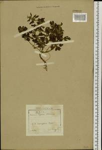 Лагопсис приземистый (Steph. ex Willd.) Ikonn.-Gal., Сибирь, Прибайкалье и Забайкалье (S4) (Россия)