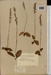 Hemipilia cucullata (L.) Y.Tang, H.Peng & T.Yukawa, Восточная Европа, Средневолжский район (E8) (Россия)