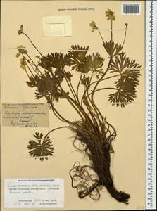Anemonastrum narcissiflorum subsp. chrysanthum (Ulbr.) Raus, Кавказ, Северная Осетия, Ингушетия и Чечня (K1c) (Россия)