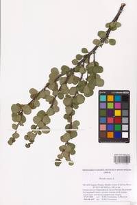 Березка карликовая L., Восточная Европа, Северный район (E1) (Россия)