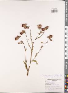 Бодяк полевой, Розовый осот (L.) Scop., Восточная Европа, Центральный район (E4) (Россия)