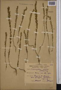 Sedobassia sedoides (Pall.) Freitag & G.Kadereit, Средняя Азия и Казахстан, Северный и Центральный Казахстан (M10) (Казахстан)