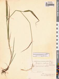 Пырейник смешиваемый (Roshev.) Tzvelev, Сибирь, Чукотка и Камчатка (S7) (Россия)