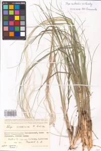 Ковыль Залесского Wilensky, Восточная Европа, Нижневолжский район (E9) (Россия)