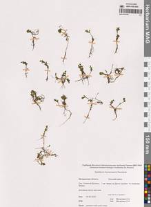 Кипрей Хорнемана, Кипрей Горнемана Rchb., Сибирь, Чукотка и Камчатка (S7) (Россия)