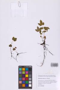 Таволга вязолистная (L.) Maxim., Восточная Европа, Московская область и Москва (E4a) (Россия)