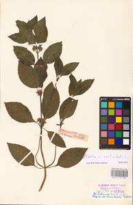 MHA 0 158 468, Mentha × verticillata L., Восточная Европа, Эстония (E2c) (Эстония)